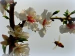 Apple Blossoms