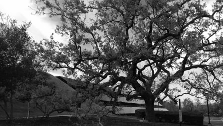 Oak Tree (Thuosand Oaks, Ca.) - Thousand, California, Oak, Tree, Baxter, Building