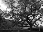 Oak Tree (Thuosand Oaks, Ca.)