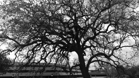 Oak Tree (Thousand Oaks, Ca.) - building, oak, california, baxter, black and white, oaks, tree, thousand