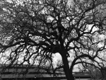 Oak Tree (Thousand Oaks, Ca.)