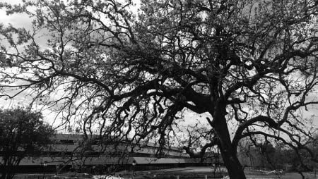 Oak Tree(Thousand Oaks, Ca.) - building, oak, california, baxter, tree, black and white, thousand