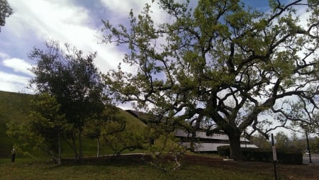 Oak Tree (Thousand Oaks, Ca.) - nature, building, oak, california, baxter, tree, thousand