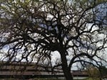 Oak Tree (Thousand Oaks, Ca.)