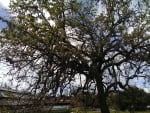 Oak Tree (Thousand Oaks,Ca.)