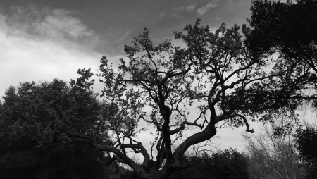 Old Oak Tree (Thousand Oaks, Ca.) - nature, oak, california, oaks, tree, black and white, thousand