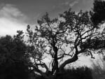 Old Oak Tree (Thousand Oaks, Ca.)