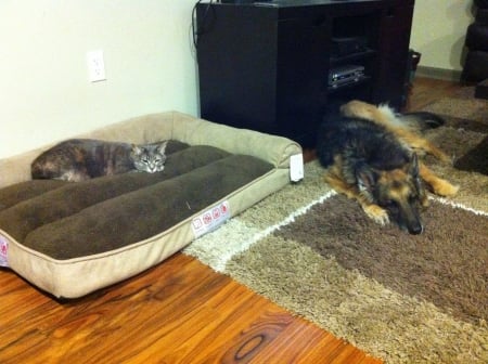 cat in dog bed - carpet, house, room, sleeping