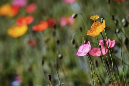 Spring - colors, flowers, spring, beautiful