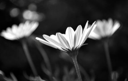 Black and light - beauty, nature, light, field, flowers, black and white, daisies