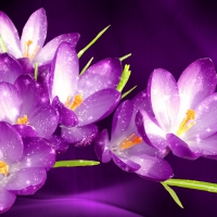 Crocuses background