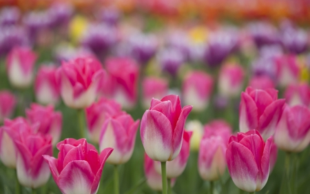 Beautiful Tulips - flowers, tulips, purple, beautiful, hot pink, outdoor nature