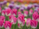 Beautiful Tulips