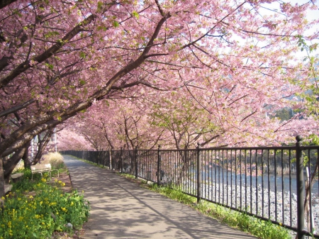 Sakura Walk - flowers, japan, cherry blossom, sakura, road, spring, tree, japanese