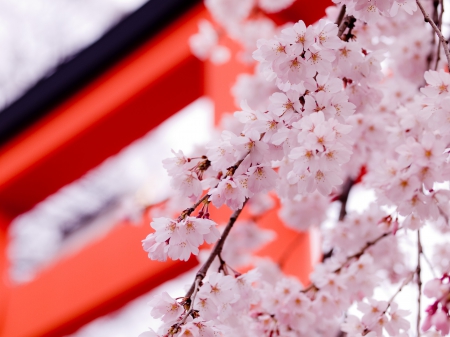 Sakura Flowers - shrine, japan, cherry blossom, sakura, flower, torii, japanese