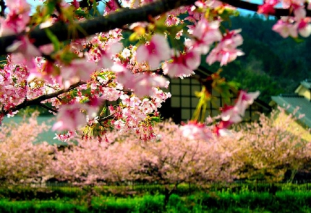 Sakura Garden - cherry blossom, japan, sakura, macro, japanese, garden, flower, spring