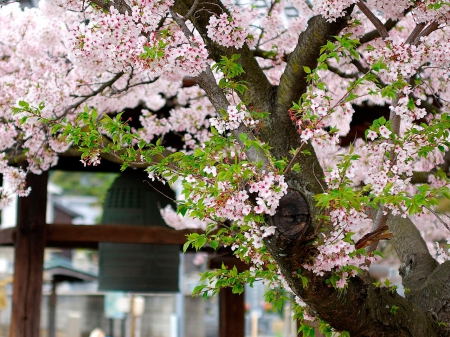 Sakura Tree - cherry blossom, japan, flowers, spring, sakura, tree, nature, japanese