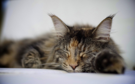 Cat - paws, face, pretty, cute, animals, beautiful, cat, sleeping, kitty, cats, kitten, hat, lovely, cat face