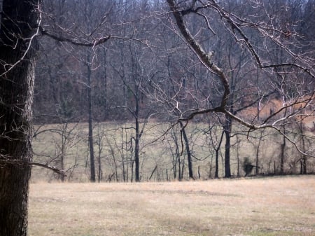 Timber in The Fields - fields, nature, timber, grasslands