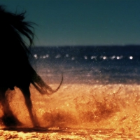 Silhouette of a black stallion on the beach