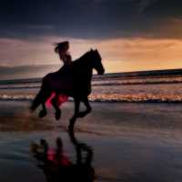 Beauty galloping along the shore