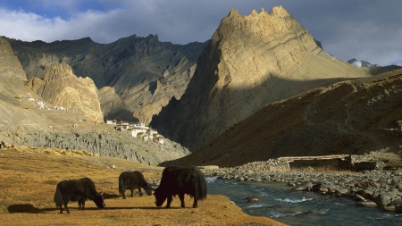 yaks by a tibetan river - mountains, village, yaks, river