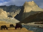 yaks by a tibetan river