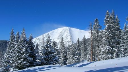 Winter Forest - snow forest, snowy forest, winter forest, snow trees