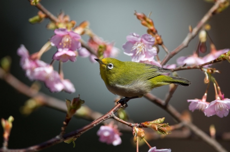 * Bird * - animal, animals, flowers, tree, birds