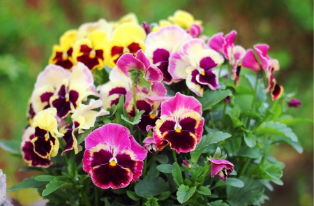 pansies - flowers, colorful, violets, lovely, pansies