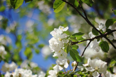 apple flowers - blooms, white, apple flowers, spring