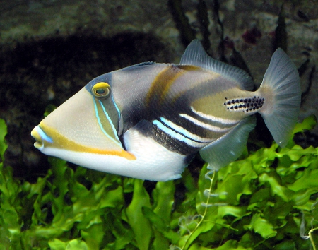 Reef Fish - plants, aquarium, Under water, Fish