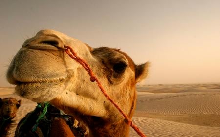 Untitled Wallpaper - india, desert, camel