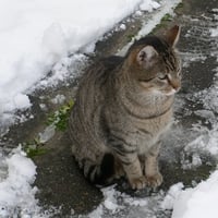 Snow Cat