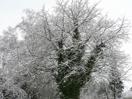 Untitled Wallpaper - winter, winter scene, tree, nature, christmas, snow