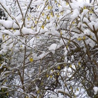 Winter Flowers