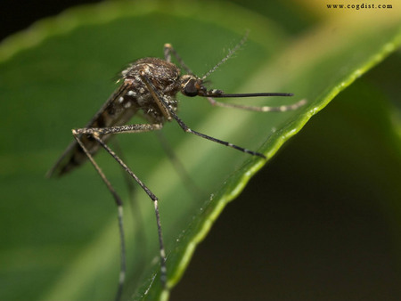 Untitled Wallpaper - fly, pest, bug, mosquito, macro, insect