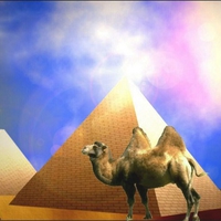 Camel