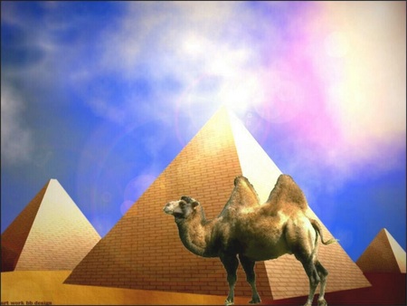 Camel - egypt, camel, pyramids, desert, artwork