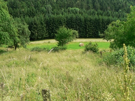 Untitled Wallpaper - forest, germany, landscape, panorama, druffix, nice, fields, nature, green