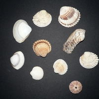 Sea Shells