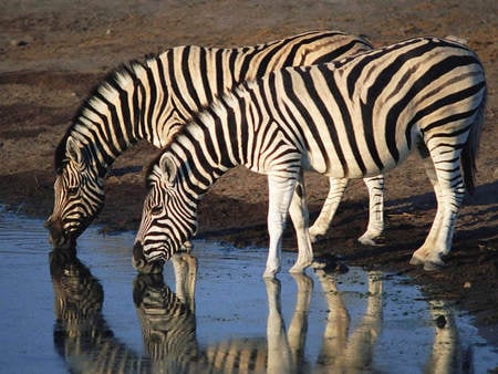 Two Zebras Drinking From a Lake - lake, zebra, zebras, drinking