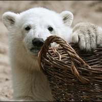 Knut - Famous Polar Bear