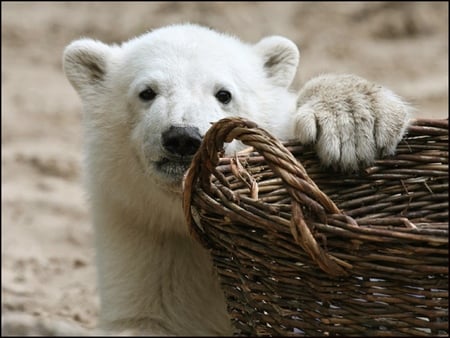 Knut - Famous Polar Bear - bear, nature, polar, polar bear, zoo, animals, knut