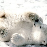 Playful Polar Bear Cub