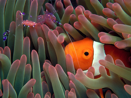 Untitled Wallpaper - anemonefish