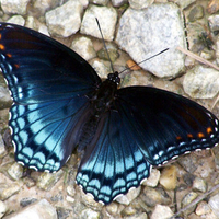 Red Spotted Purple Butterfly