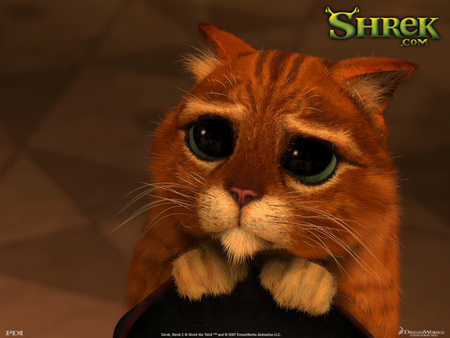 Kitty Looking Sad - shreke, cute, shrek, kitty