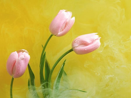 Untitled Wallpaper - pink tulips