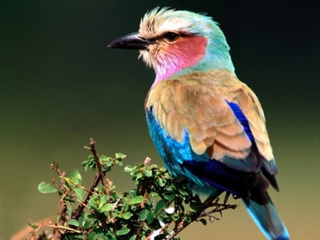 Lilac-breasted Roller - bird